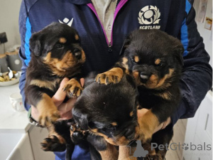 Zdjęcie №1. rottweiler - na sprzedaż w Esens | 1435zł | Zapowiedź №174603