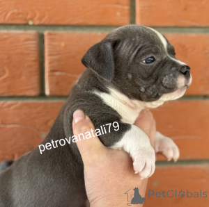 Zdjęcie №1. american bully - na sprzedaż w Krasnodar | negocjowane | Zapowiedź №146123