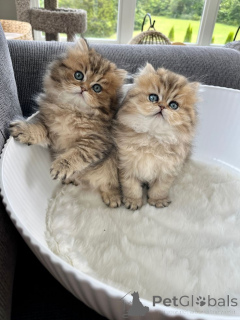 Zdjęcie №1. perskie - na sprzedaż w Aizlingen | 2153zł | Zapowiedź № 157341