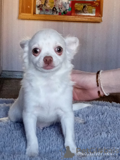 Zdjęcie №3. Szczeniak Chihuahua (chłopiec). Federacja Rosyjska