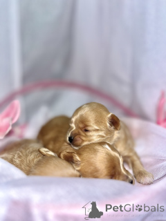 Zdjęcie №2 do zapowiedźy № 163303 na sprzedaż  maltipu - wkupić się Zjednoczone Emiraty Arabskie prywatne ogłoszenie