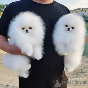 Zdjęcie №3. Kc Boy Pomeranians ...napisz do mnie na numer 12097835681. USA