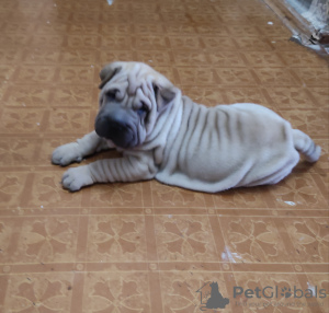 Zdjęcie №1. shar pei - na sprzedaż w Taszkent | 4965558zł | Zapowiedź №11416