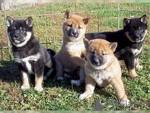 Zdjęcie №1. shiba - na sprzedaż w Valga | negocjowane | Zapowiedź №174690