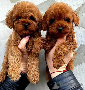 Zdjęcie №1. pudel (zabawka) - na sprzedaż w Sztokholm | negocjowane | Zapowiedź №158371