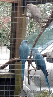 Zdjęcie №2 do zapowiedźy № 144456 na sprzedaż  kot singapurski - wkupić się Austria hodowca