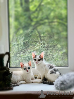 Zdjęcie №1.  - na sprzedaż w Rzeka Moskwa | Bezpłatny | Zapowiedź № 145400