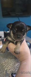 Zdjęcie №2 do zapowiedźy № 159154 na sprzedaż  pies nierasowy - wkupić się USA prywatne ogłoszenie