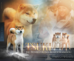 Zdjęcie №2 do zapowiedźy № 161232 na sprzedaż  shiba - wkupić się Polska hodowca