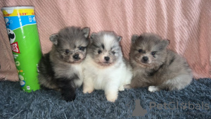 Zdjęcie №3. POMMERSCHE WELPEN. Niemcy