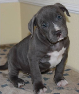 Zdjęcie №1. amerykański pitbulterier - na sprzedaż w Aschaffenburg | negocjowane | Zapowiedź №167500