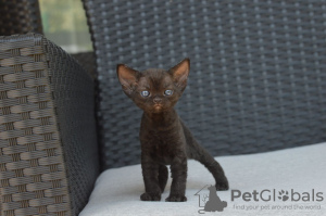 Zdjęcie №3. Przetestowane kocięta Devon Rex dostępne w sprzedaży do Opiekuńczych domów. Niemcy