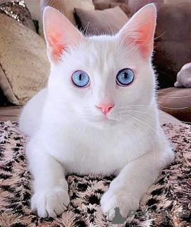 Zdjęcie №1. kot japoński bobtail - na sprzedaż w Aizlingen | 2392zł | Zapowiedź № 157695