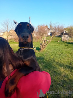 Zdjęcie №4. Sprzedam doberman w Belgrad. hodowca - cena - negocjowane