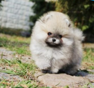 Zdjęcie №4. Sprzedam  w Kijów.  - cena - 4037zł