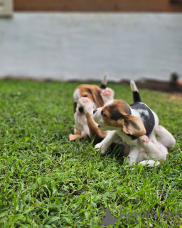 Zdjęcie №3. Sprzedam szczenięta rasy beagle. Niemcy