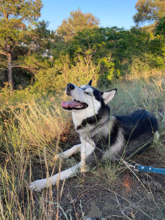 Zdjęcie №1. husky syberyjski - na sprzedaż w Tbilisi | Bezpłatny | Zapowiedź №24922