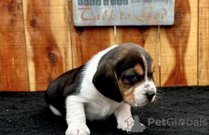 Zdjęcie №1. beagle (rasa psa) - na sprzedaż w Веймар | 1674zł | Zapowiedź №97187