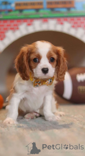 Zdjęcie №2 do zapowiedźy № 172223 na sprzedaż  cavalier king charles spaniel - wkupić się Finlandia prywatne ogłoszenie