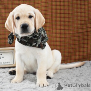 Zdjęcie №2 do zapowiedźy № 173205 na sprzedaż  labrador retriever - wkupić się Niemcy prywatne ogłoszenie