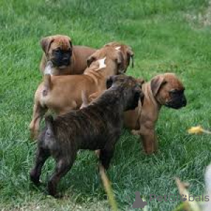 Zdjęcie №1. bokser - na sprzedaż w Amsterdam | 3348zł | Zapowiedź №160785