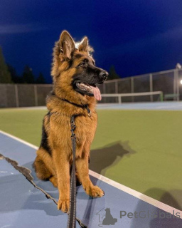 Zdjęcie №3. Gotowy do wyjścia - najwyższej jakości owczarka niemiecka. Niemcy