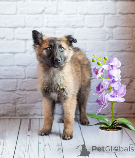 Zdjęcie №2 do zapowiedźy № 165872 na sprzedaż  pies nierasowy - wkupić się Federacja Rosyjska prywatne ogłoszenie