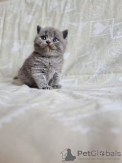Zdjęcie №3. Kot brytyjski krótkowłosy w wieku 12 tygodni.. Grecja
