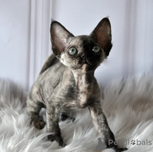 Zdjęcie №1. devon rex - na sprzedaż w Szybkie | 1674zł | Zapowiedź № 177645