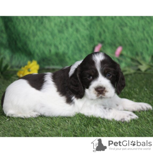 Zdjęcie №1. cocker spaniel amerykański - na sprzedaż w Bogotá | 396zł | Zapowiedź №45699