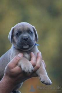 Zdjęcie №3. Cane Corso. Serbia