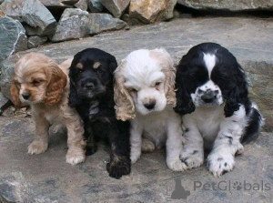 Zdjęcie №1. cocker spaniel amerykański - na sprzedaż w Флорида Сити | 5083zł | Zapowiedź №139036