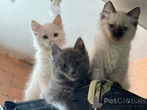 Zdjęcie №1. maine coon - na sprzedaż w Frankfurt | 1435zł | Zapowiedź № 153872