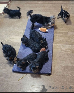 Zdjęcie №2 do zapowiedźy № 137413 na sprzedaż  yorkshire terrier - wkupić się Pakistan hodowca