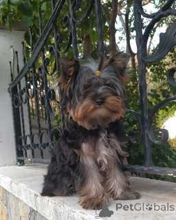 Zdjęcie №4. Sprzedam yorkshire terrier w Balikesir. hodowca - cena - 1854zł
