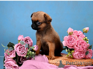 Zdjęcie №1. brabantczyk - na sprzedaż w Rzeka Moskwa | 3094zł | Zapowiedź №164174