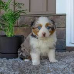 Zdjęcie №3. Preciosos cachorros de Pastor Australiano en venta. Hiszpania