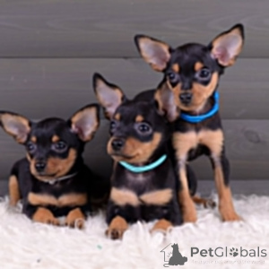 Zdjęcie №3. Prager rattler-welpen exlusiv für die 5-sterne-hotellerie. Niemcy