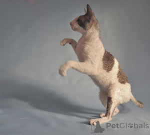 Zdjęcie №1. kot cornish rex - na sprzedaż w Hercegovačka Goleša | negocjowane | Zapowiedź № 173251