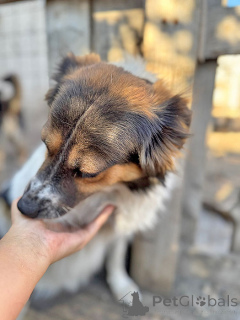 Zdjęcie №4. Sprzedam pies nierasowy w Lipieck. ze schronu - cena - Bezpłatny