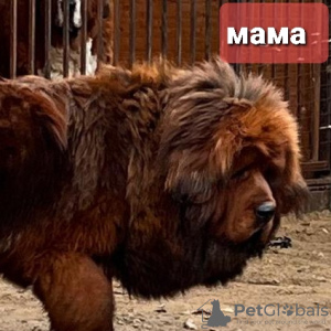 Zdjęcie №2 do zapowiedźy № 35880 na sprzedaż  mastif tybetański - wkupić się Federacja Rosyjska prywatne ogłoszenie, hodowca
