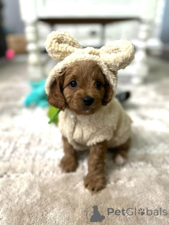 Zdjęcie №3. Dean Janet Kay Puppies House. USA