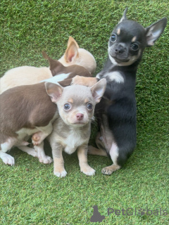 Zdjęcie №1. chihuahua (rasa psów) - na sprzedaż w Monachium | negocjowane | Zapowiedź №171248