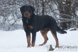 Zdjęcie №3. Rottweiler Snickers w dobrych rękach. Federacja Rosyjska