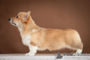 Zdjęcie №2 do zapowiedźy № 36386 na sprzedaż  welsh corgi - wkupić się Ukraina od żłobka