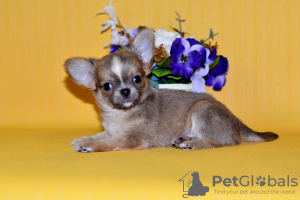 Zdjęcie №3. Chłopiec Chihuahua. Federacja Rosyjska