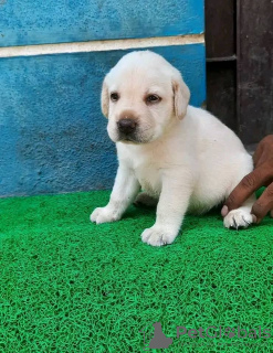 Zdjęcie №2 do zapowiedźy № 72015 na sprzedaż  labrador retriever - wkupić się Finlandia prywatne ogłoszenie, hodowca