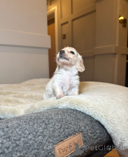 Zdjęcie №2 do zapowiedźy № 161333 na sprzedaż  jamnik - wkupić się Estonia 