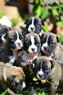 Zdjęcie №2 do zapowiedźy № 163891 na sprzedaż  staffordshire bull terrier - wkupić się Francja hodowca