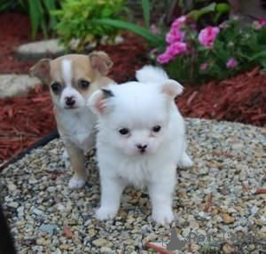 Zdjęcie №1. chihuahua (rasa psów) - na sprzedaż w Bensheim | 1674zł | Zapowiedź №147576